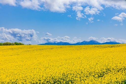 Useful Tips for Contact Lens Wearers During Allergy Season